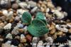 Tylecodon ectypus チレコドン・エクティプス image_2