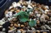 Tylecodon ectypus チレコドン・エクティプス image_3
