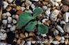 Tylecodon ectypus チレコドン・エクティプス image_4