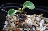 Tylecodon ellaphiae チレコドン・エラフィアエ