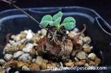Tylecodon ellaphiae チレコドン・エラフィアエ