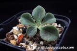 Tylecodon ellaphiae チレコドン・エラフィアエ