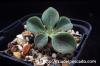 Tylecodon ellaphiae チレコドン・エラフィアエ image_1