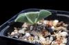 Tylecodon ellaphiae チレコドン・エラフィアエ image_2
