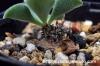 Tylecodon ellaphiae チレコドン・エラフィアエ image_3