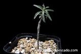 Tylecodon kritzingeri チレコドン　クリツィンゲリ