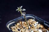 Tylecodon kritzingeri チレコドン　クリツィンゲリ