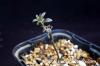 Tylecodon kritzingeri チレコドン　クリツィンゲリ image_1