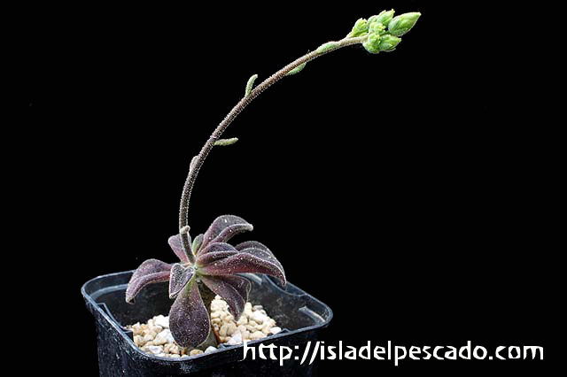 Tylecodon leucothrix 実生10年 Blouhuis産 チレコドン レウコスリクス