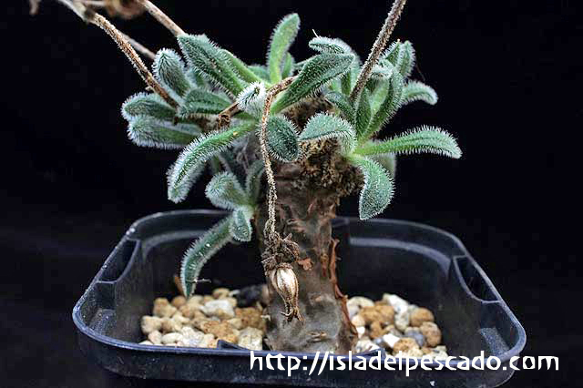 Tylecodon leucothrix 実生10年 Blouhuis産 チレコドン レウコスリクス