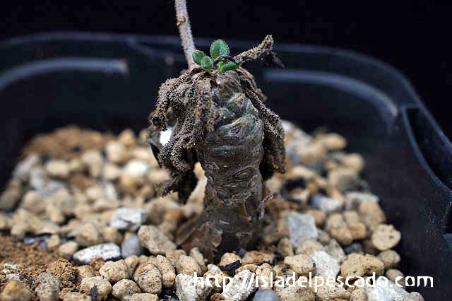 Tylecodon leucothrix チレコドン・レウコスリクス
