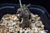 Tylecodon leucothrix チレコドン・レウコスリクス