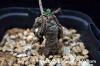 Tylecodon leucothrix チレコドン・レウコスリクス image_1