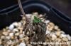 Tylecodon leucothrix チレコドン・レウコスリクス image_2