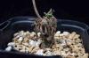 Tylecodon leucothrix チレコドン・レウコスリクス image_3