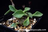 Tylecodon longipes チレコドン・ロンギペス