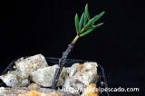 Tylecodon nigricaulis チレコドン・ニグリカウリス