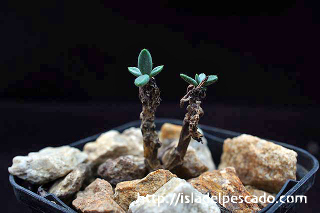 Tylecodon nigricaulis チレコドン・ニグリカウリス