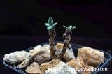 Tylecodon nigricaulis チレコドン・ニグリカウリス