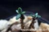 Tylecodon nigricaulis チレコドン・ニグリカウリス image_3