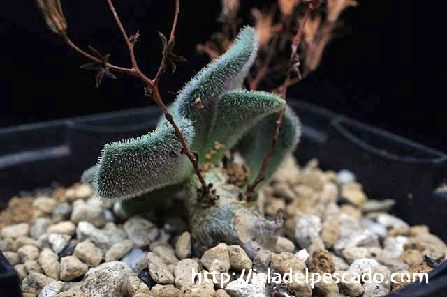 isla del pescado-多肉植物-塊根植物-Tylecodon nolteei