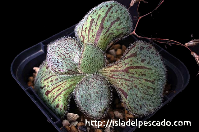 Tylecodon nolteei チレコドン・ノルテーイ