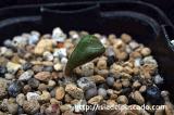 tylecodon occultans チレコドン・オクルタンス