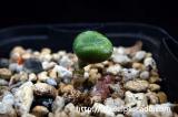 tylecodon opelii チレコドン・オペリー