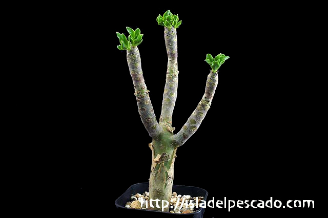 ぷくぷく多頭！ ポドレイアエ チレコドン 多肉植物 塊根植物 実生 isla