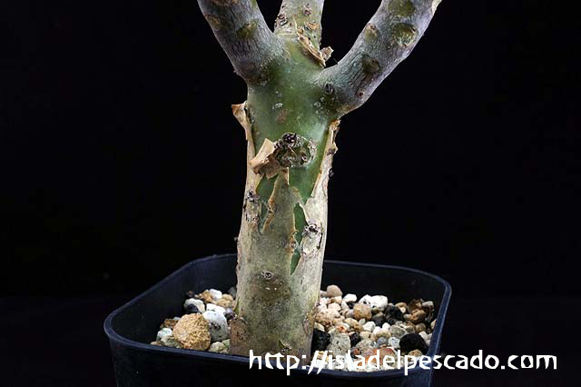 isla del pescado-多肉植物-塊根植物-Tylecodon paniculatus isla del pescado-多肉植物-塊根植物-Tylecodon paniculatus