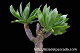 Tylecodon paniculatus 阿房宮