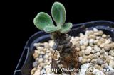 Tylecodon petrophilus チレコドン・ペトロフィラス