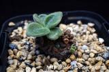 Tylecodon petrophilus チレコドン・ペトロフィラス
