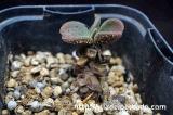 Tylecodon petrophilus チレコドン・ペトロフィラス