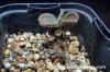 Tylecodon petrophilus チレコドン・ペトロフィラス image_1