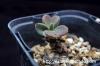 Tylecodon petrophilus チレコドン・ペトロフィラス image_2
