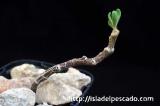 Tylecodon pygmaeus チレコドン・ピグマエウス