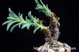 Tylecodon racemosus チレコドン・ラケモサス