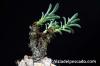 Tylecodon racemosus チレコドン・ラケモサス image_2