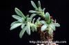 Tylecodon racemosus チレコドン・ラケモサス image_3