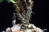 Tylecodon racemosus チレコドン・ラケモサス image_4