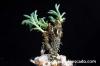 Tylecodon racemosus チレコドン・ラケモサス image_5