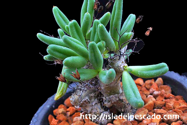 Tylecodon reticulatus  チレコドン レティキュラータスsp.  矮性種