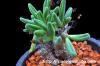 Tylecodon reticulatus  チレコドン レティキュラータスsp.  矮性種 image_1