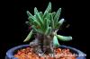 Tylecodon reticulatus  チレコドン レティキュラータスsp.  矮性種 image_2