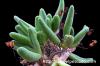 Tylecodon reticulatus  チレコドン レティキュラータスsp.  矮性種 image_3