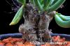 Tylecodon reticulatus  チレコドン レティキュラータスsp.  矮性種 image_4
