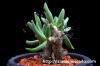 Tylecodon reticulatus  チレコドン レティキュラータスsp.  矮性種 image_5