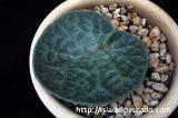 Tylecodon singularis チレコドン・シングラリス