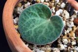 Tylecodon singularis チレコドン・シングラリス